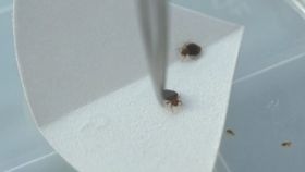 VIDEO Elevii de la o școală din Capitală, terorizați de ploșnițe! Școala spune că a luat măsuri, dar insectele sunt încă prezente în sălile de clasă